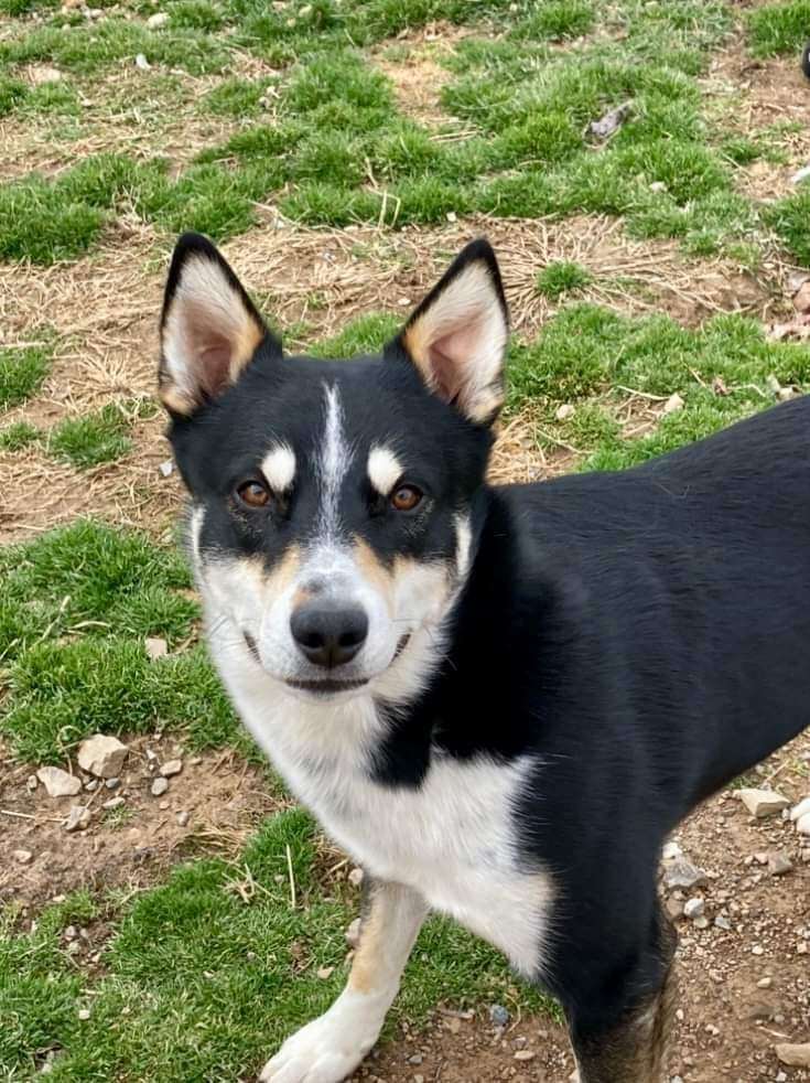 Spaz, an adoptable Siberian Husky Mix in Flintstone, MD_image-1
