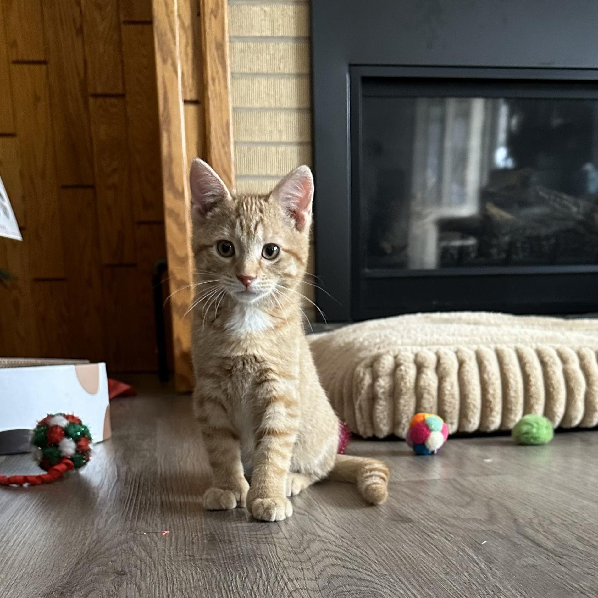 Enlarge Monte & Jack, an adoptable mixed breed in Dickinson, ND image 1/2