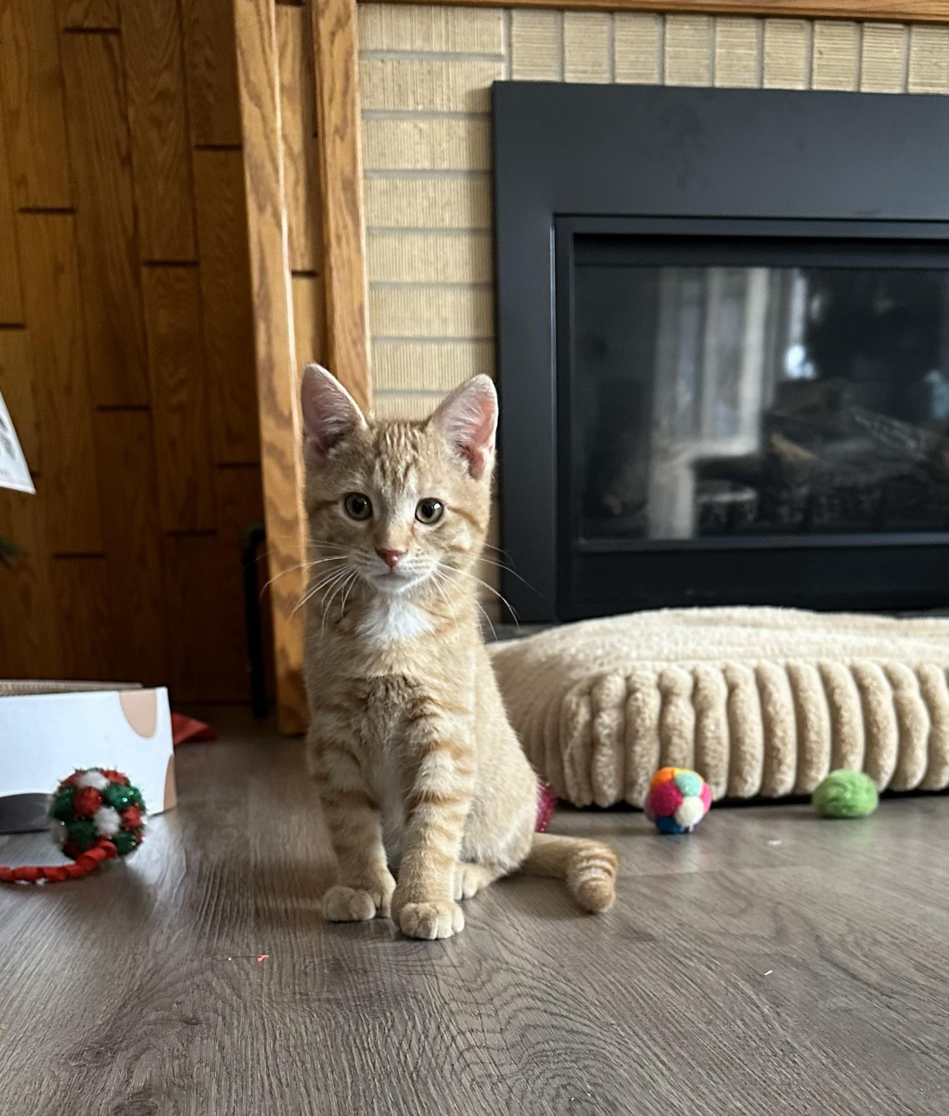Enlarge Monte & Jack, a ADOPTABLE Domestic Short Hair in Dickinson, ND image 1/2