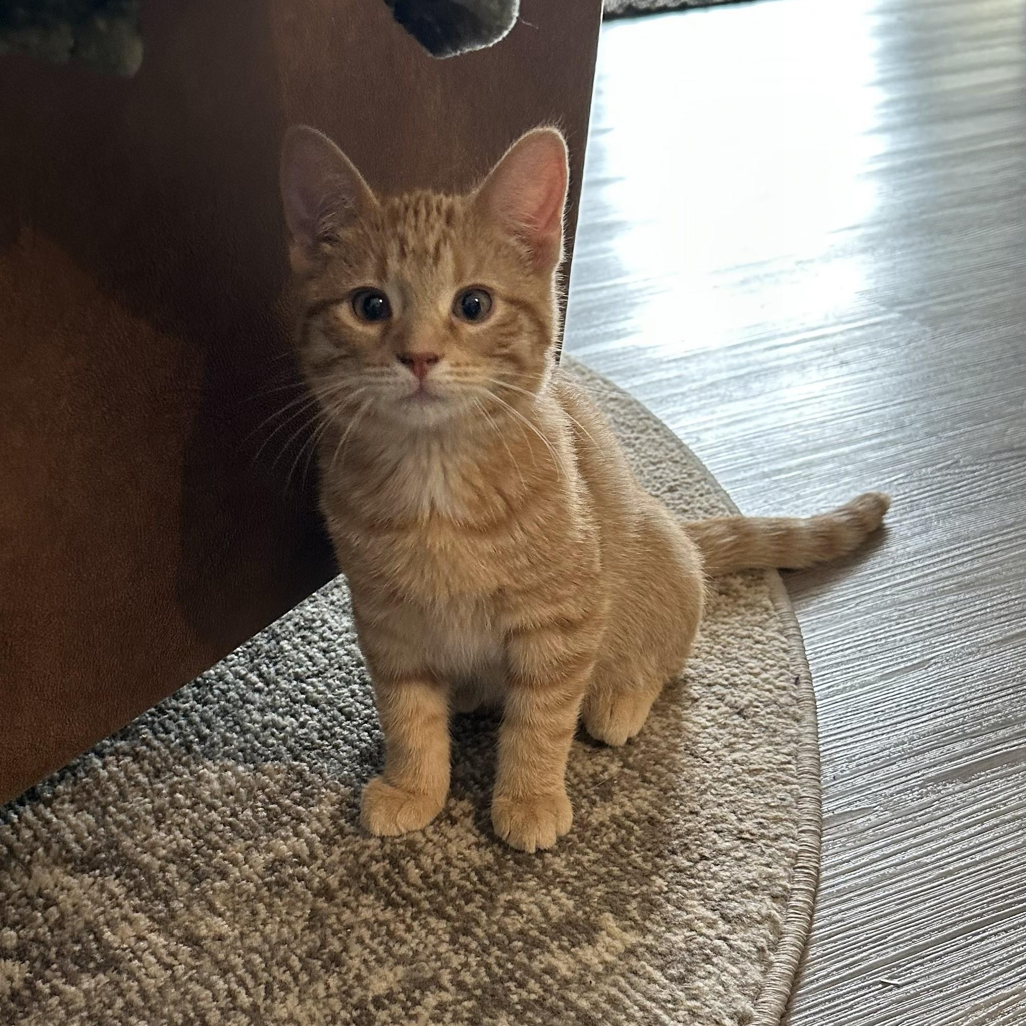 Enlarge Monte & Jack, an adoptable mixed breed in Dickinson, ND image 2/2