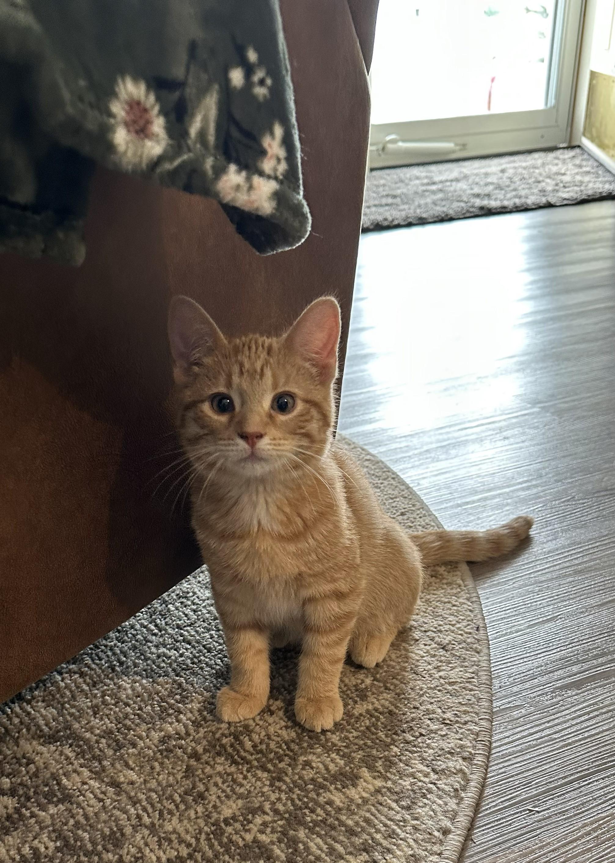 Enlarge Monte & Jack, a ADOPTABLE Domestic Short Hair in Dickinson, ND image 2/2