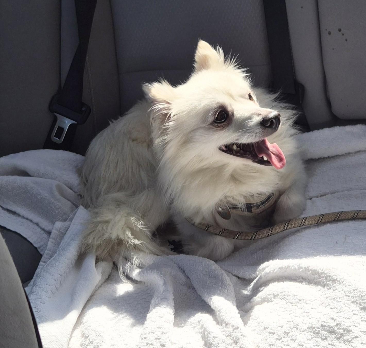 Enlarge Josephine "Joey", a Adoptable mixed breed in HANSON, MA image 2/3