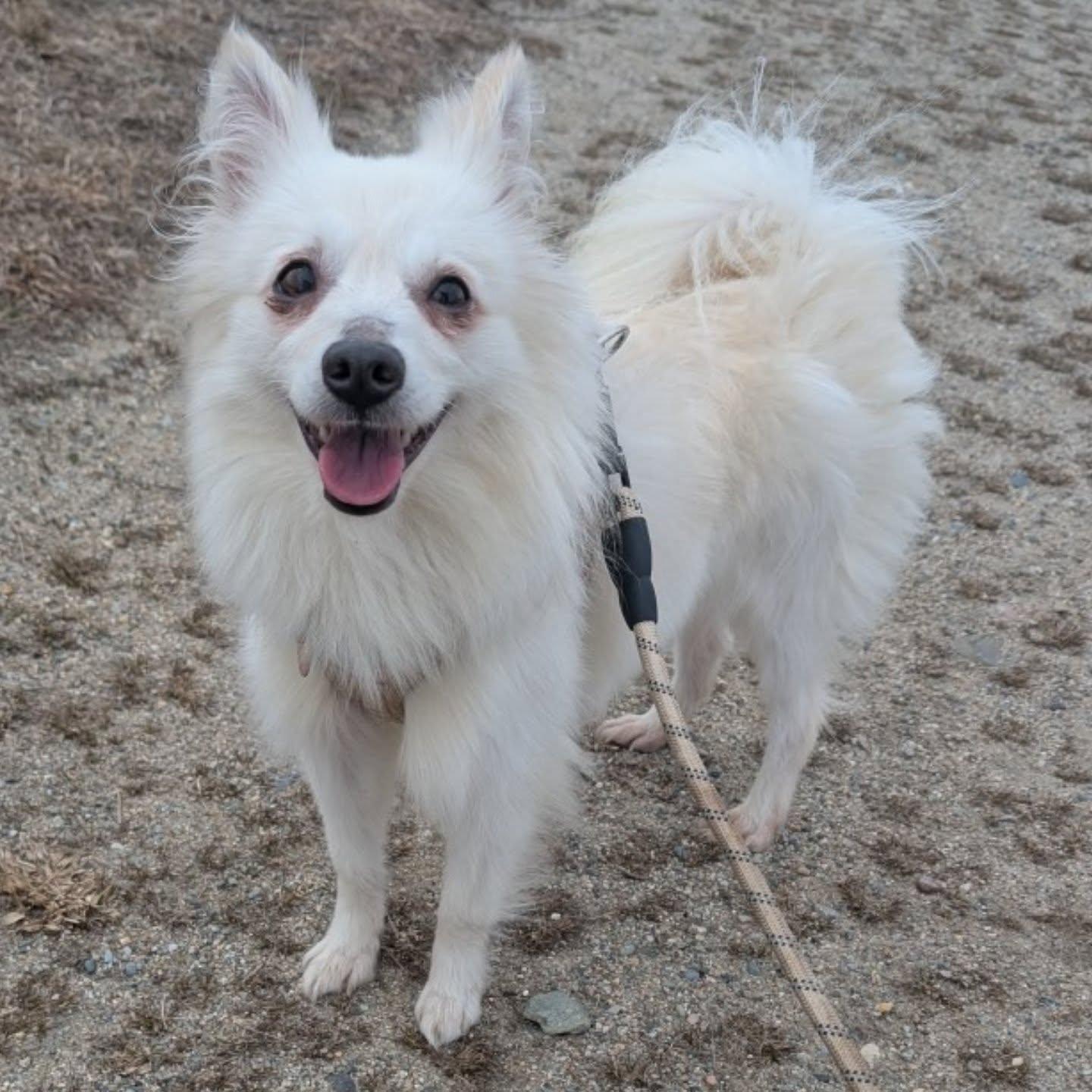 Josephine "Joey", Adoptable, Adult Female American Eskimo Dog & Pomeranian.