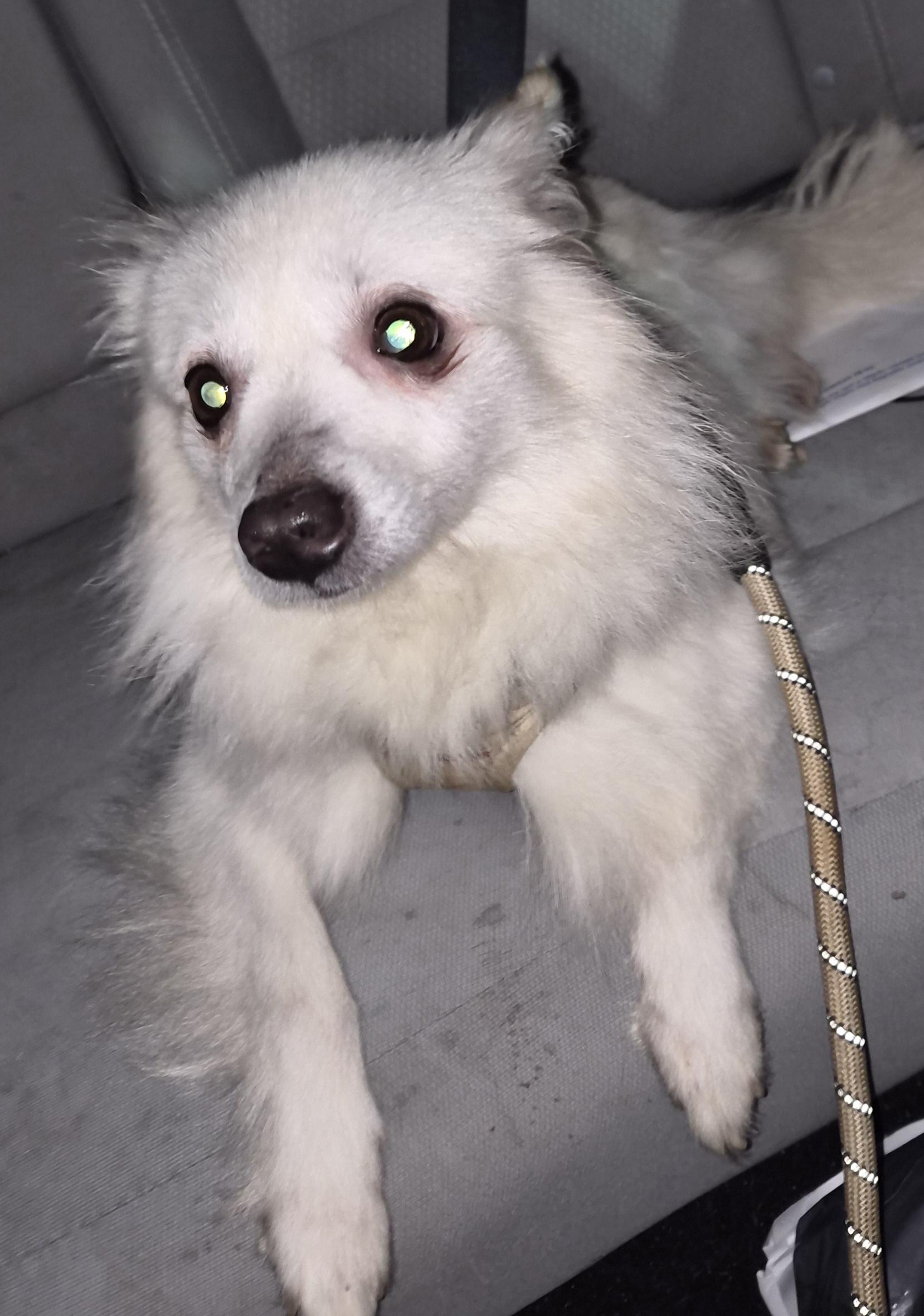 Enlarge Josephine "Joey", a Adoptable mixed breed in HANSON, MA image 3/3