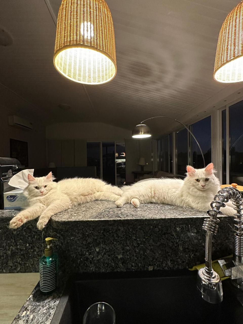Blizzard and Wendi, the Sweet Pearly Duo