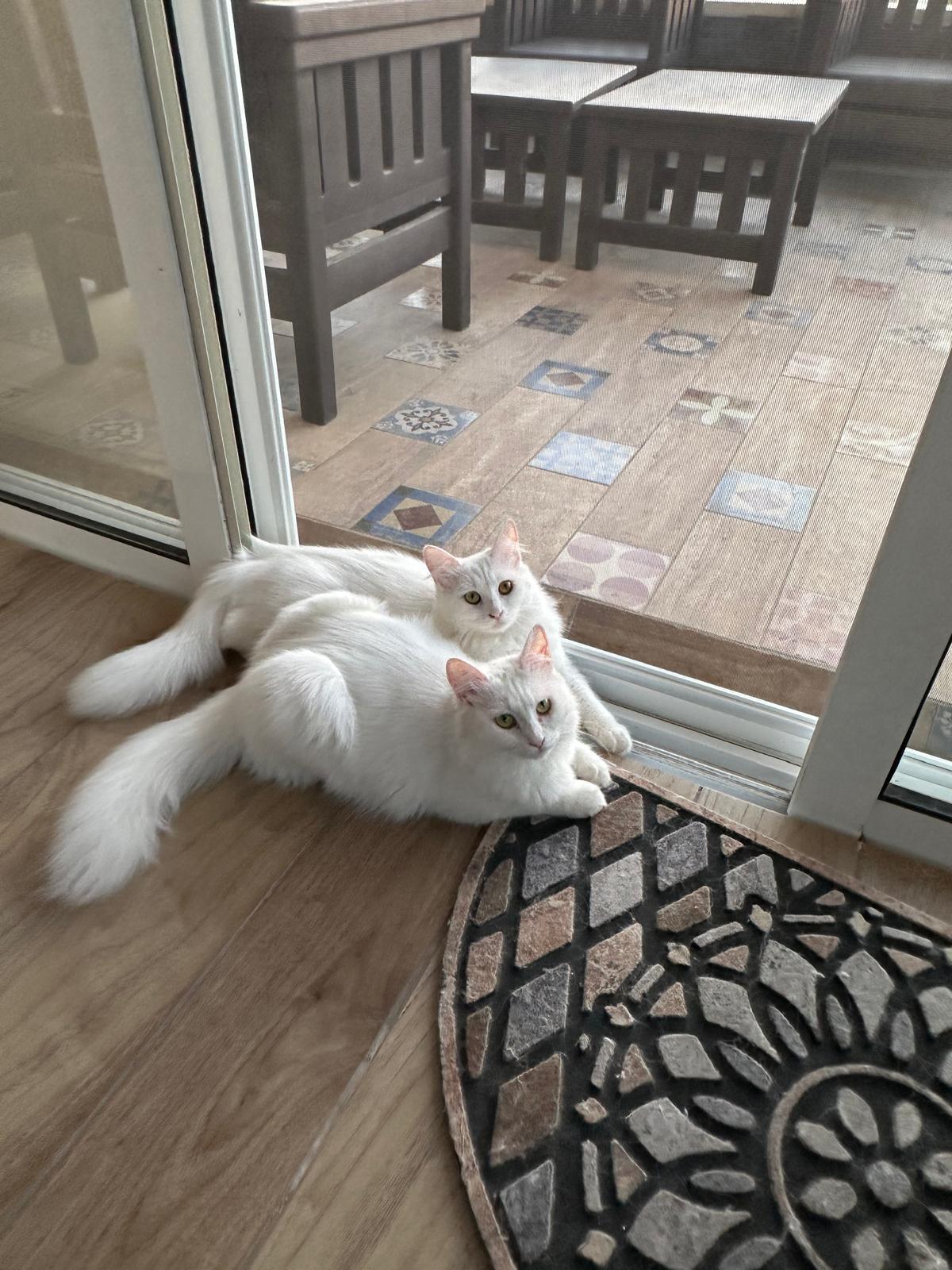 Blizzard and Wendi, the Sweet Pearly Duo