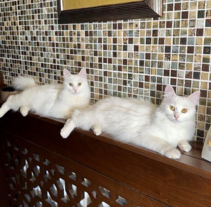 Blizzard and Wendi, the Sweet Pearly Duo
