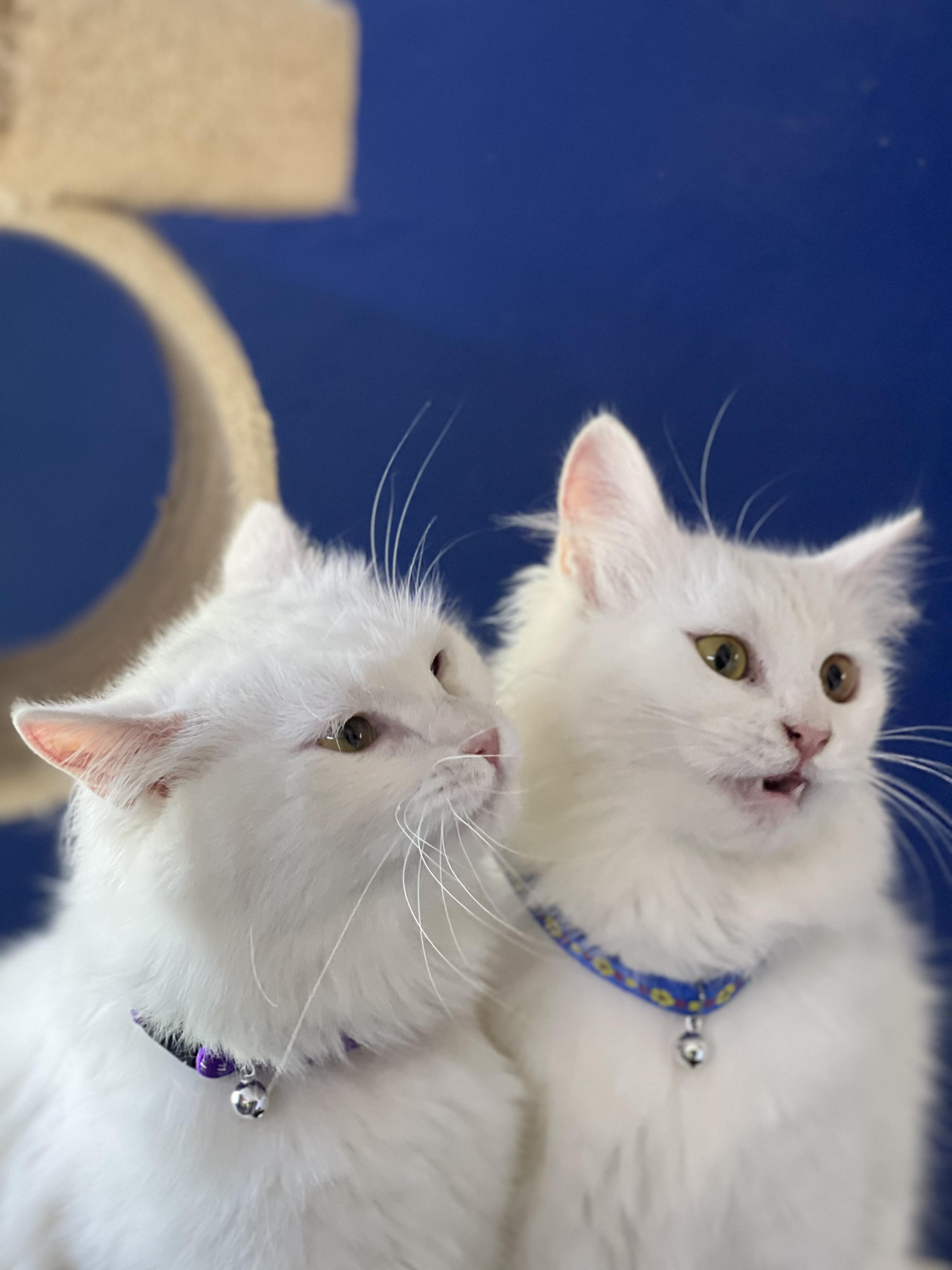 Blizzard and Wendi, the Sweet Pearly Duo