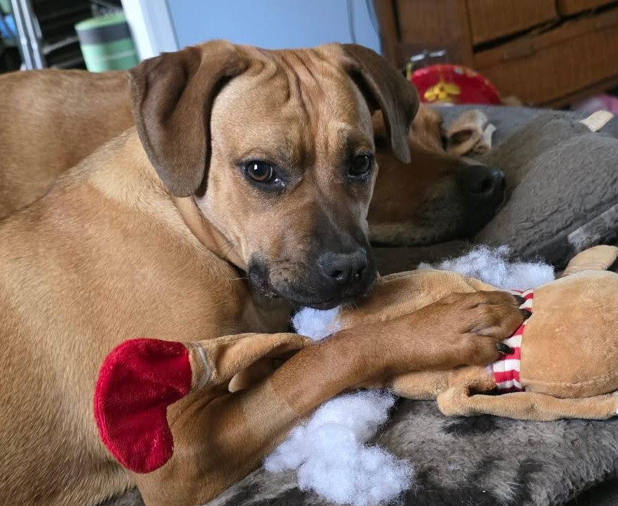 Enlarge Nala, a Adoptable Boxer in Shakopee, MN image 1/3