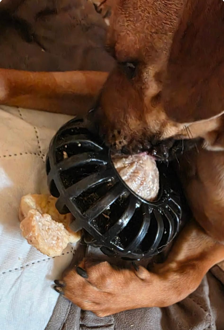 Enlarge Nala, a Adoptable Boxer in Shakopee, MN image 2/3