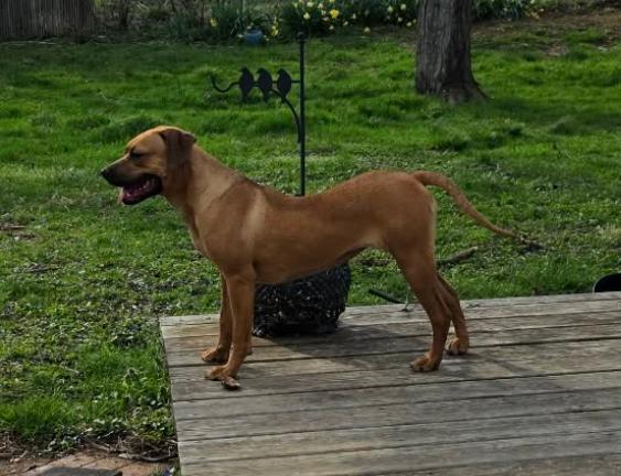 Enlarge Nala, a Adoptable Boxer in Shakopee, MN image 3/3