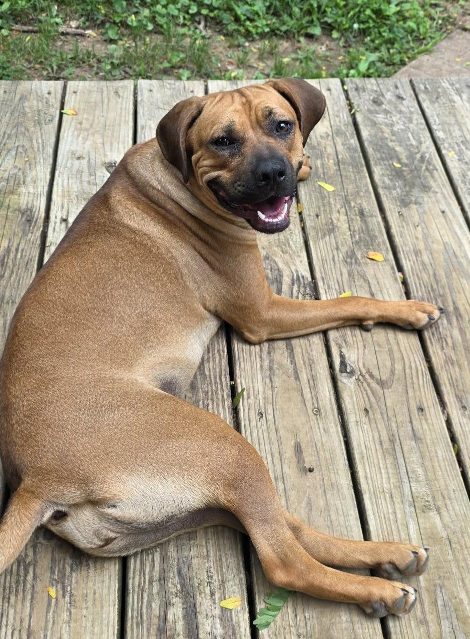 Nala (foster mom calls her Betty), a Adoptable Boxer in Shakopee, MN image 2/3