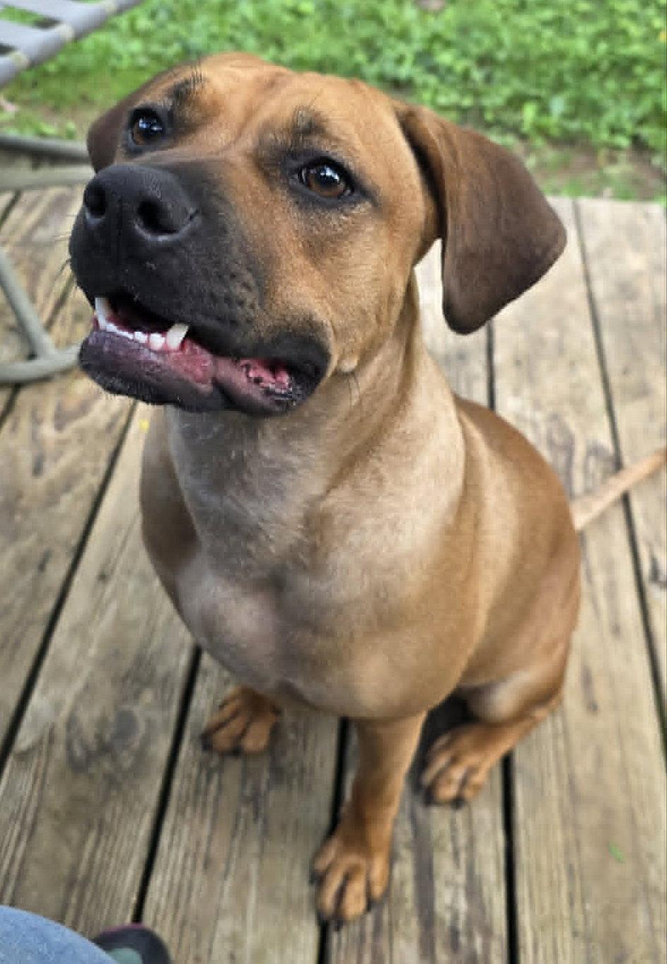 Nala (foster mom calls her Betty), a Adoptable Boxer in Shakopee, MN image 3/3