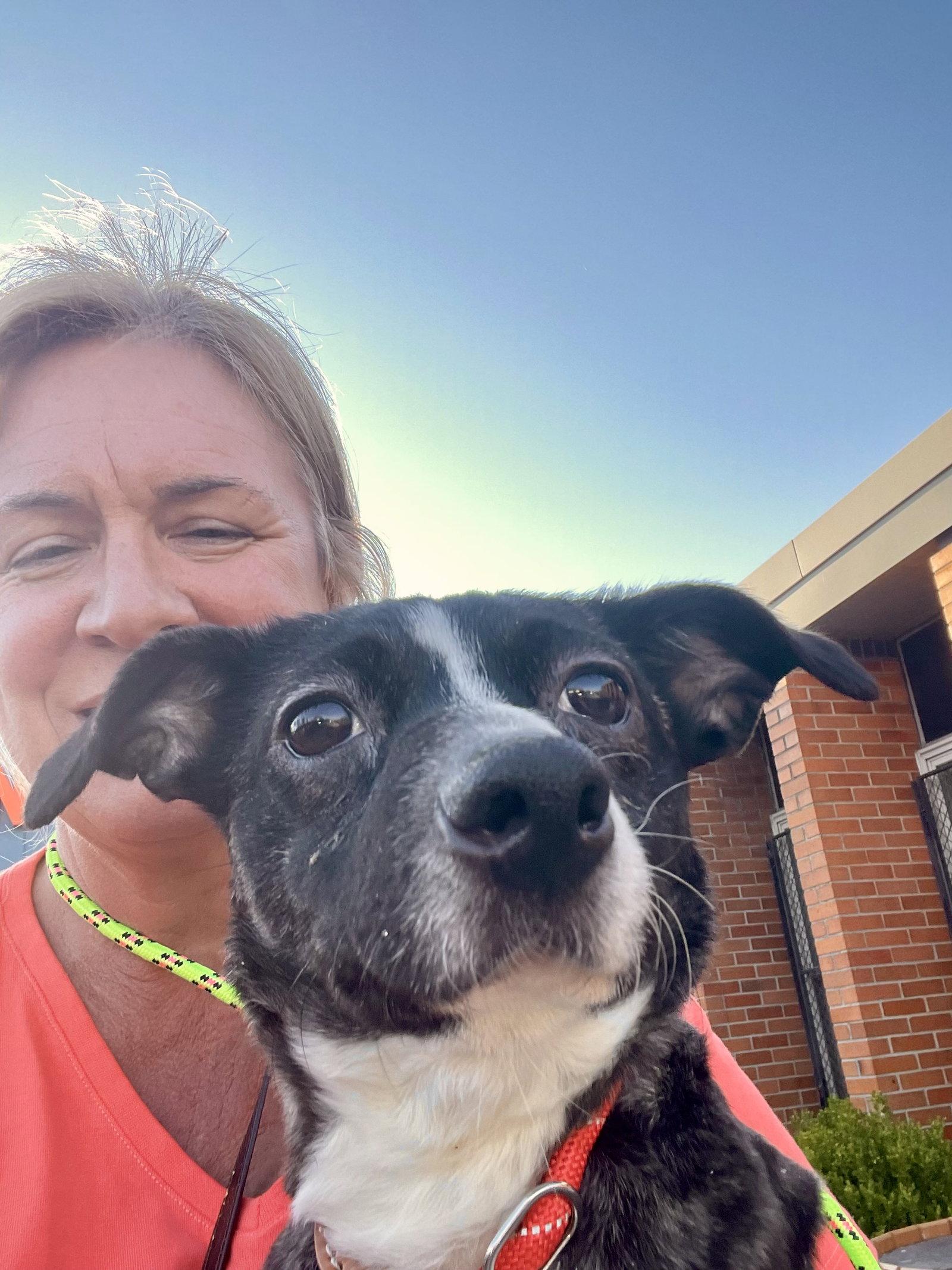 Pixie, Adoptable, Adult Female Dachshund.