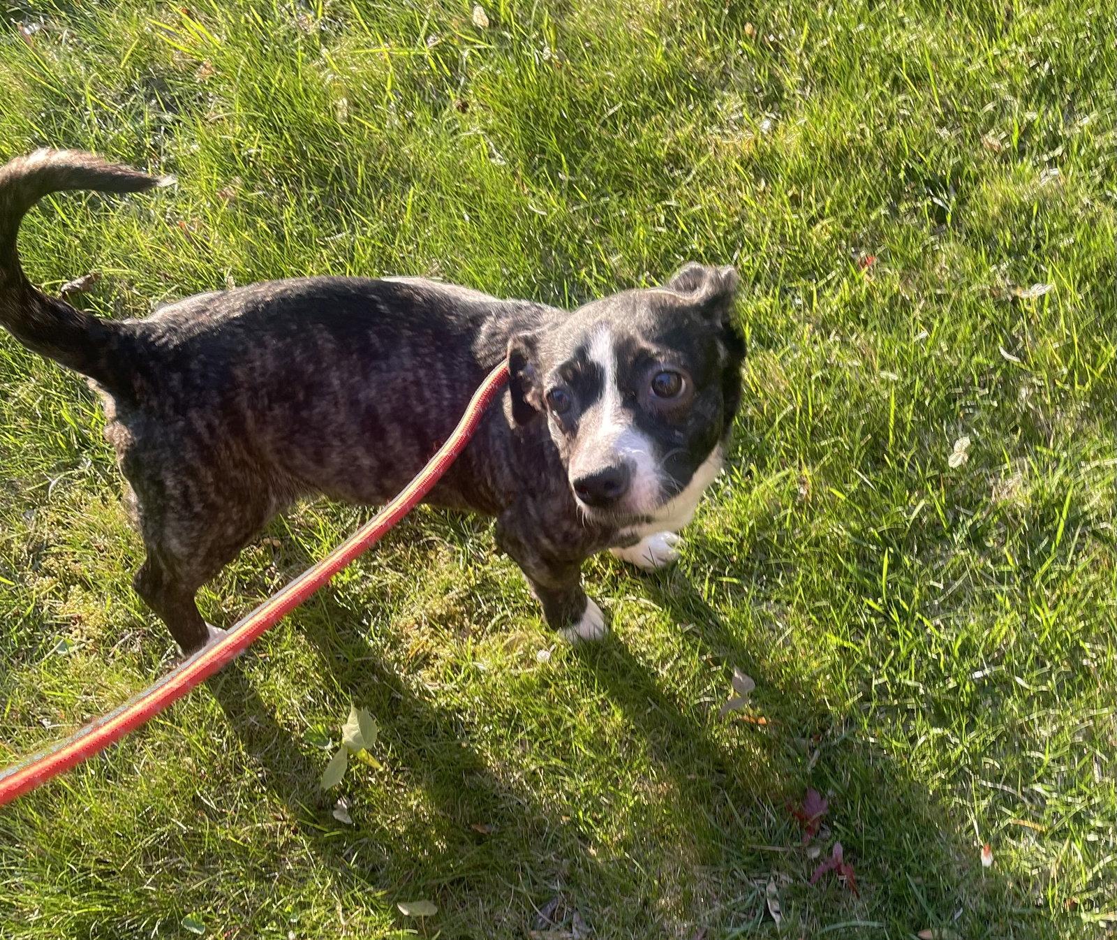 Enlarge Pixie, a Adoptable Dachshund in Blackwood, NJ image 2/3