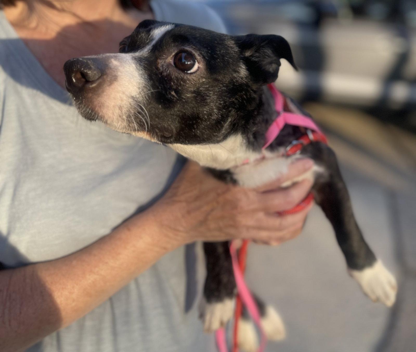 Enlarge Pixie, a Adoptable Dachshund in Blackwood, NJ image 3/3