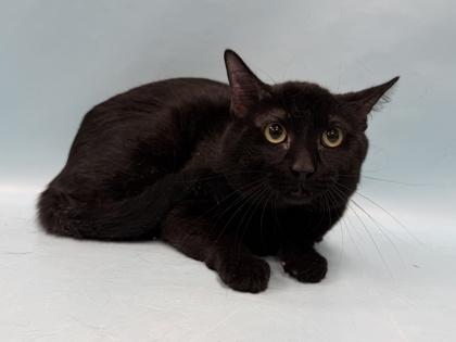 Dennis, Adoptable, Adult Male Domestic Short Hair & Domestic Short Hair.