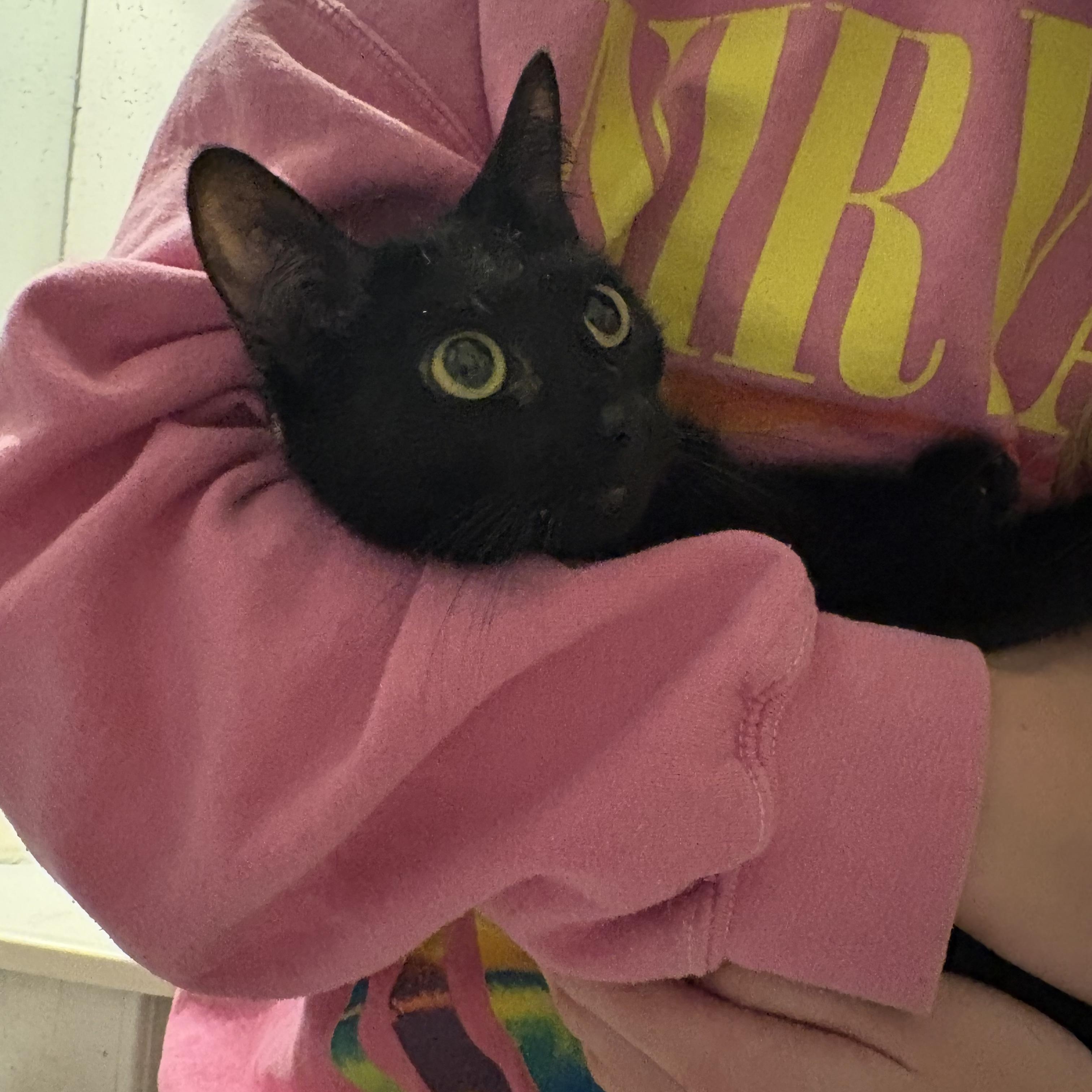 Binx, ADOPTABLE, Adult Female Domestic Short Hair.