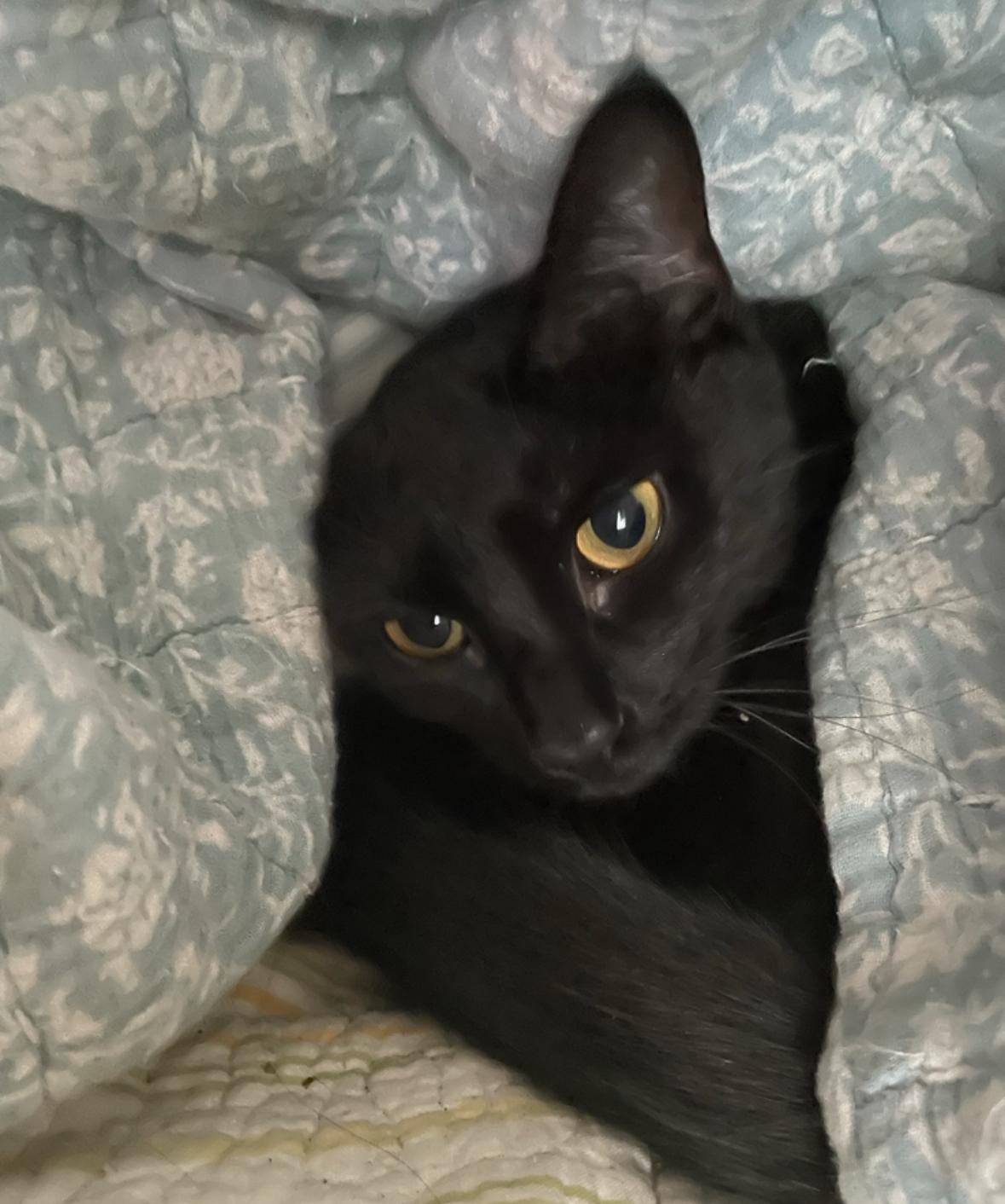 Binx, a ADOPTABLE Domestic Short Hair in Statesboro, GA image 2/4