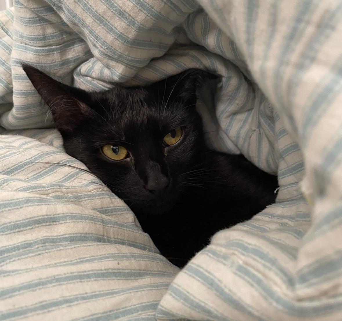 Binx, a ADOPTABLE Domestic Short Hair in Statesboro, GA image 4/4