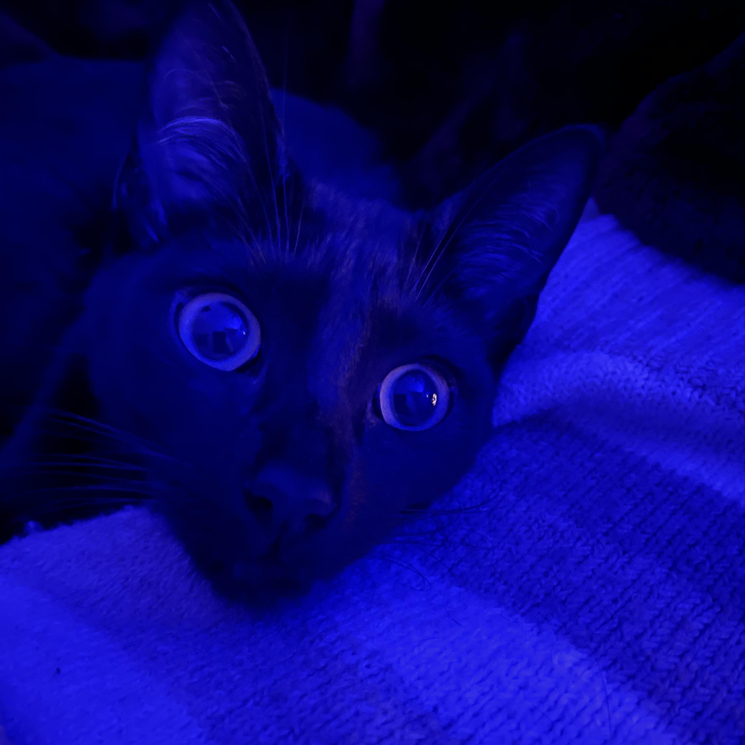 Binx, a ADOPTABLE Domestic Short Hair in Statesboro, GA image 3/4