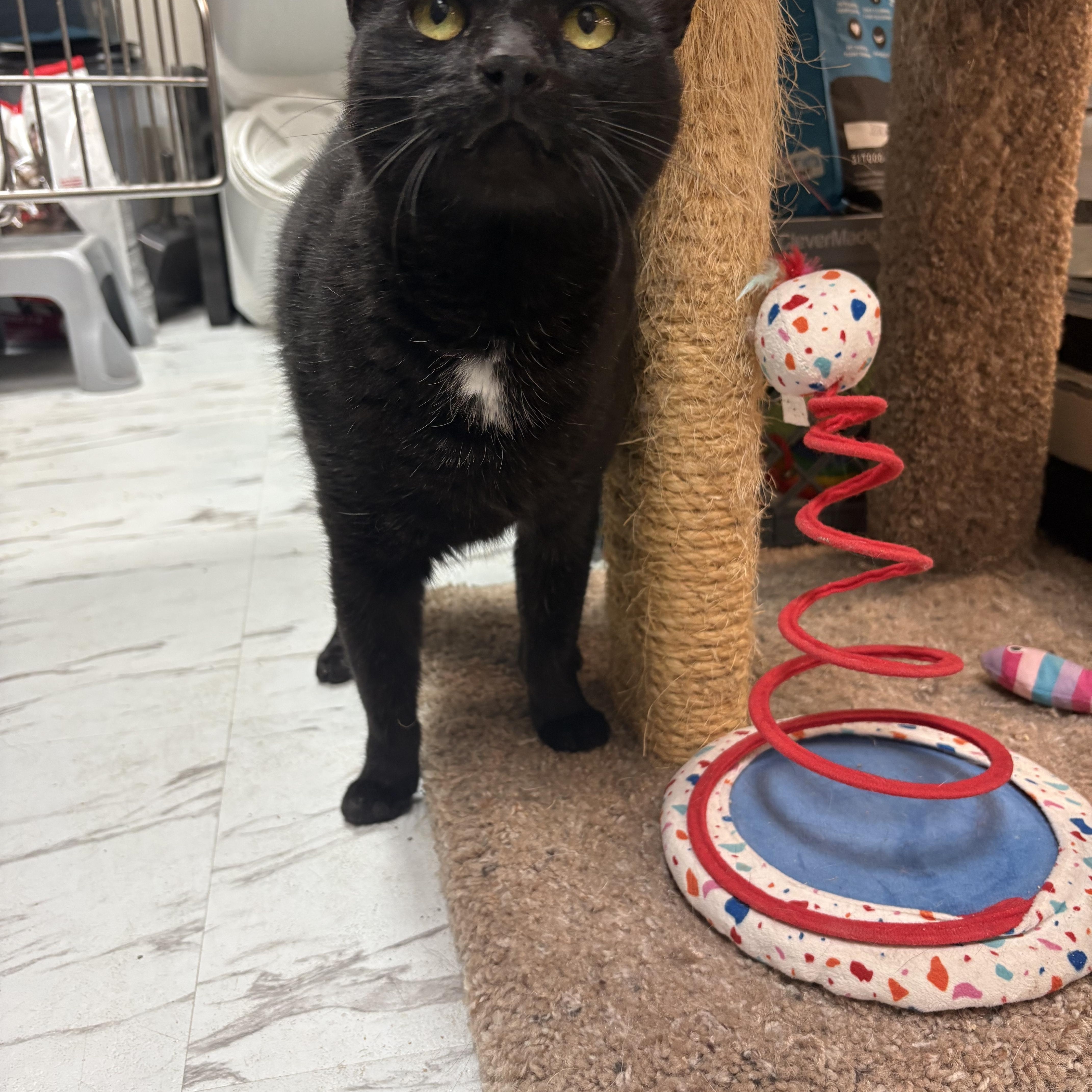 Enlarge Ping, a Adopted mixed breed in Latham, NY image 5/6
