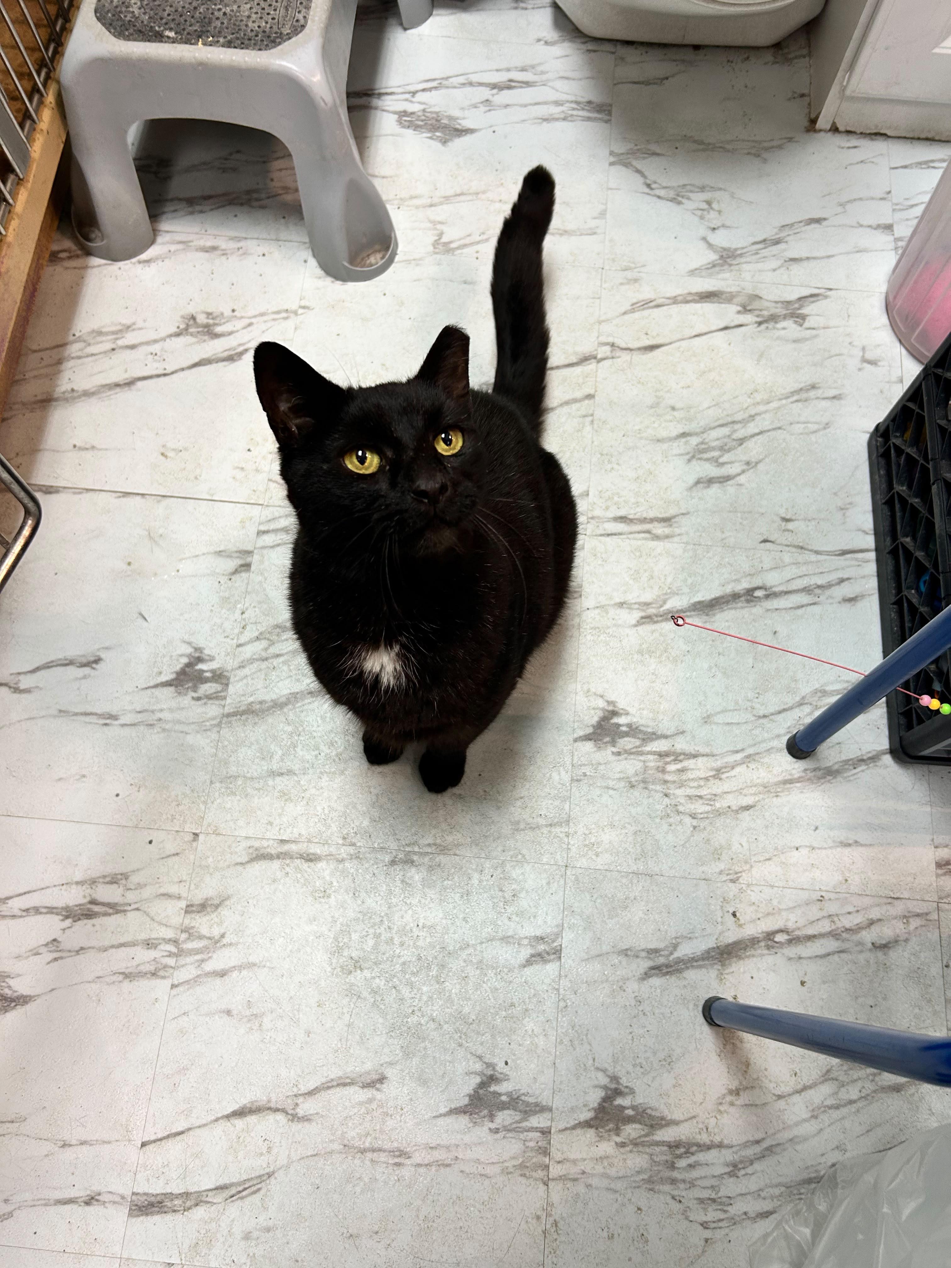 Ping, Adopted, Senior Male Domestic Short Hair.