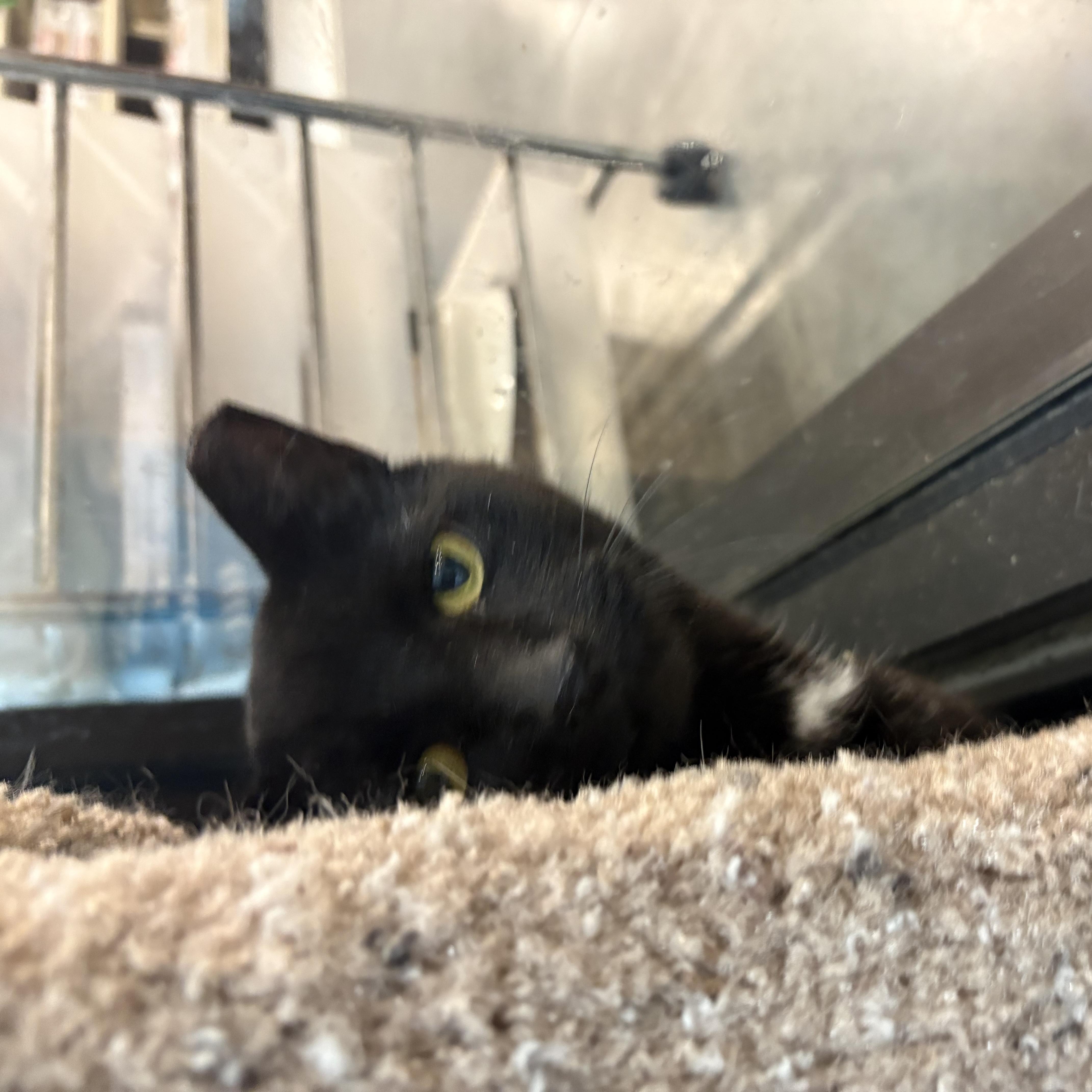 Enlarge Ping, a Adopted mixed breed in Latham, NY image 2/6