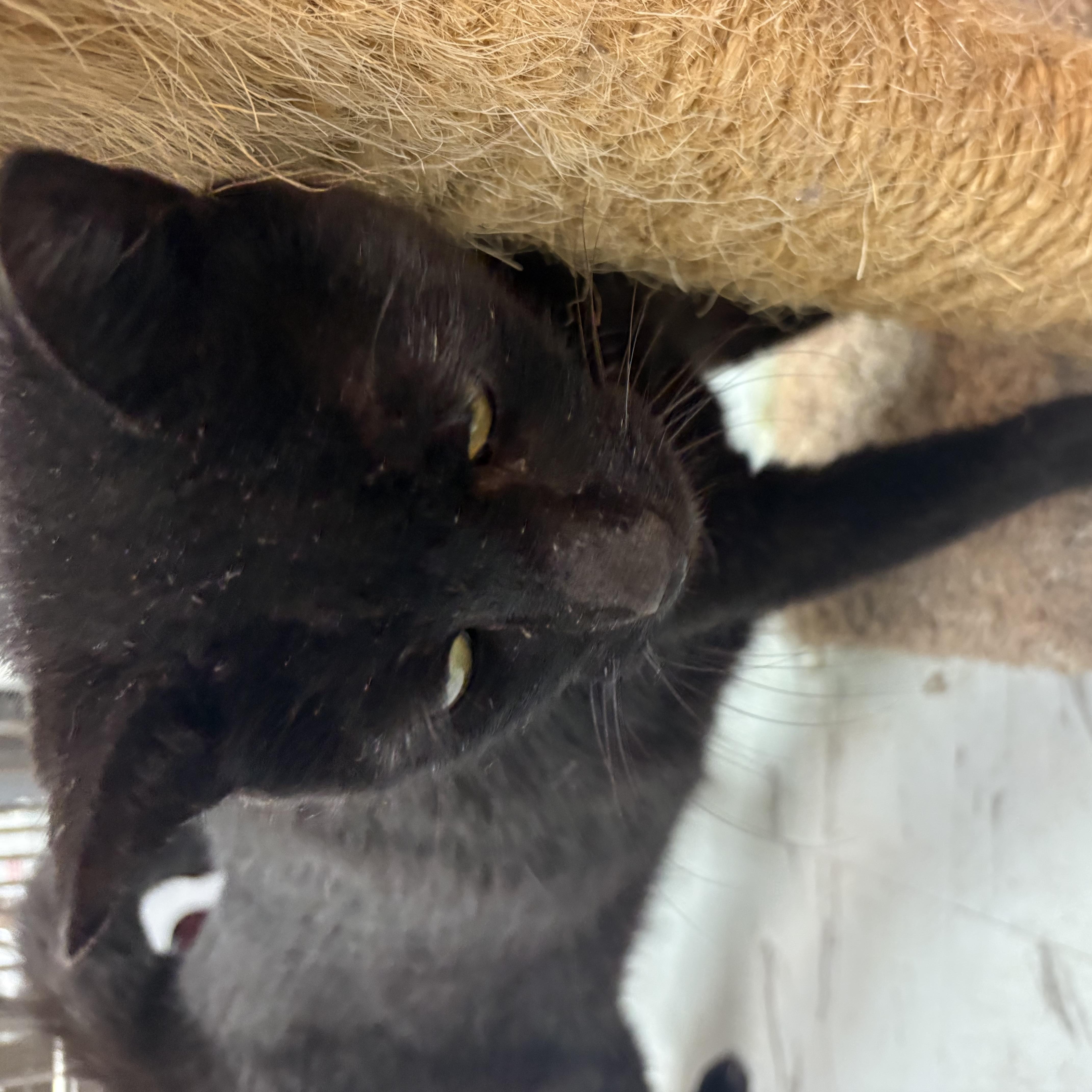 Enlarge Ping, a Adopted mixed breed in Latham, NY image 3/6