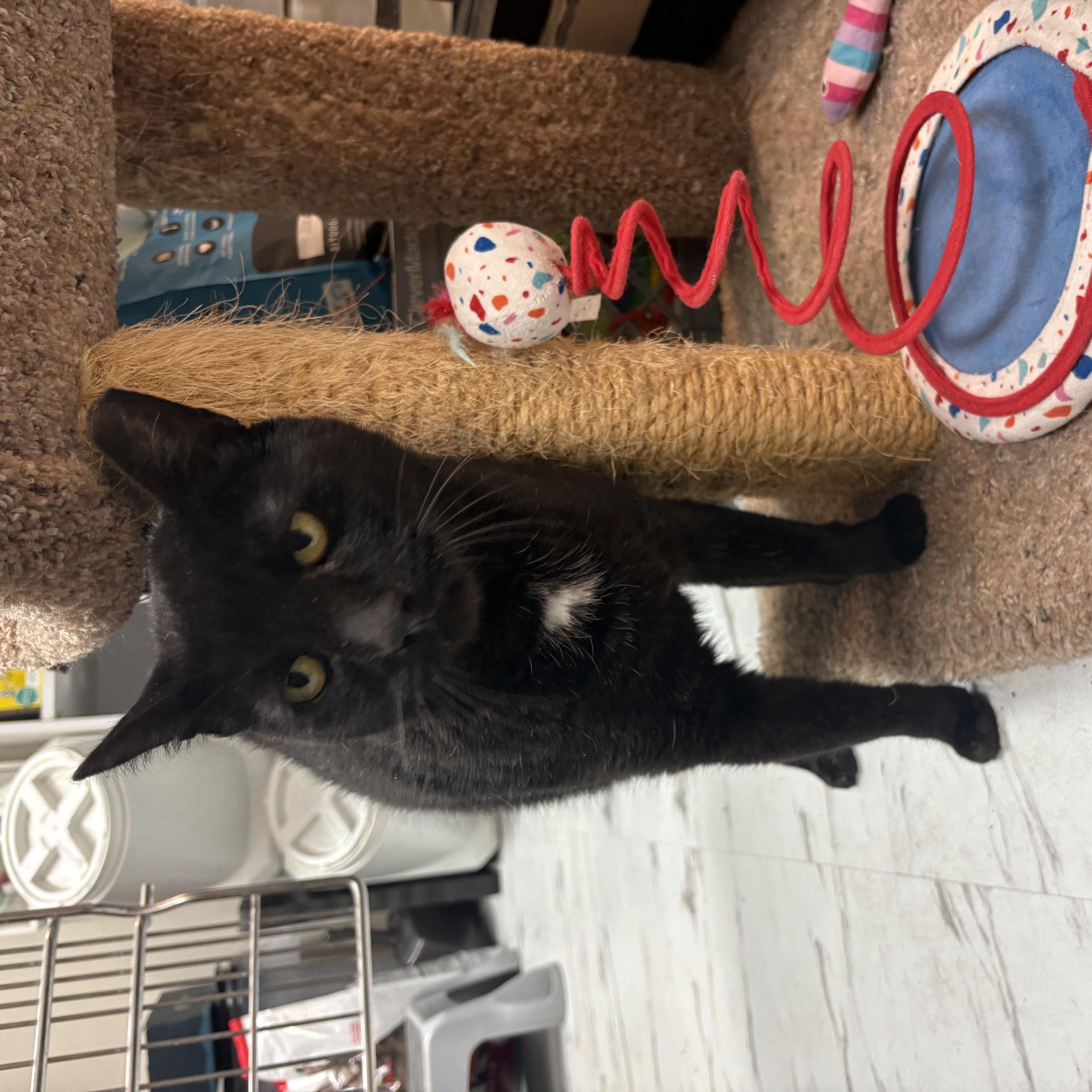 Enlarge Ping, a Adopted mixed breed in Latham, NY image 4/6