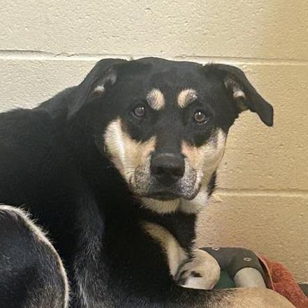 Shabone, Adoptable, Adult Female Shepherd & Mixed Breed.