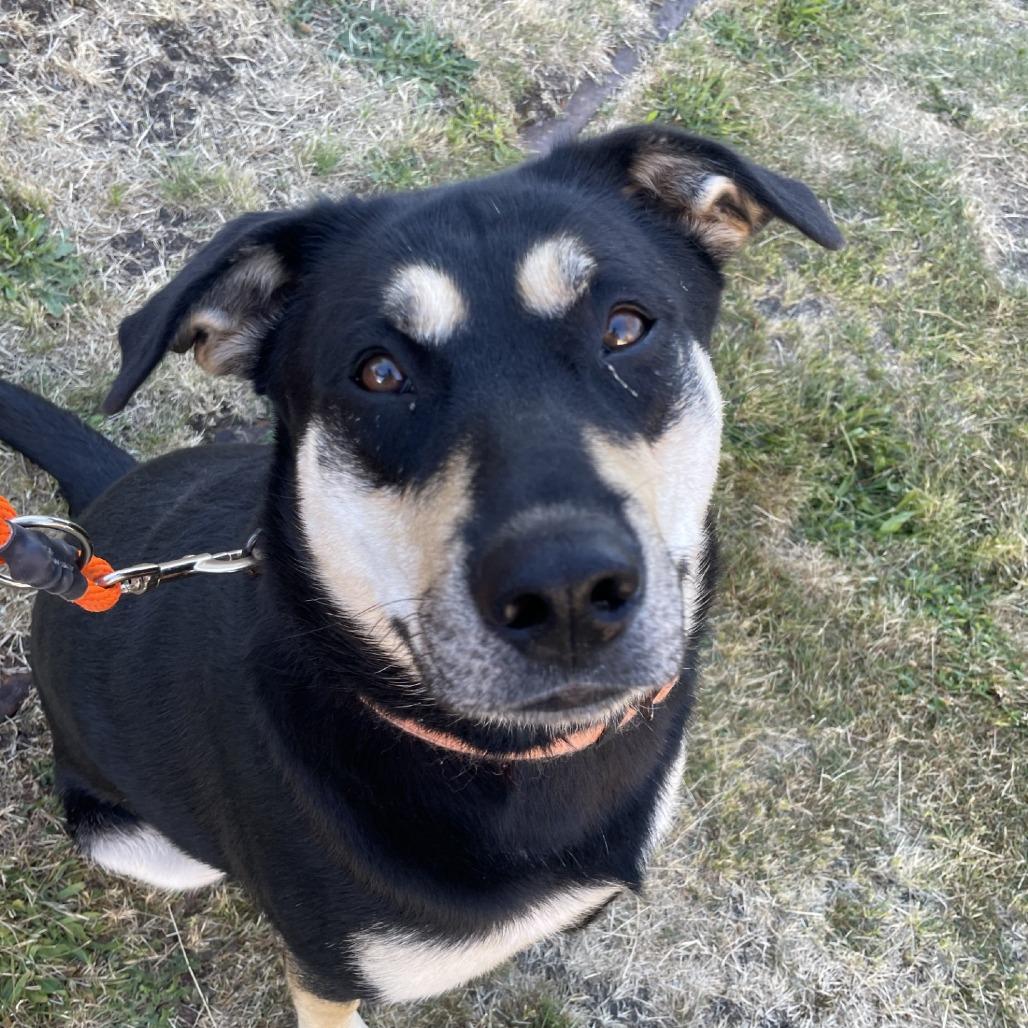 Shabone, Adoptable, Adult Female Shepherd & Mixed Breed.