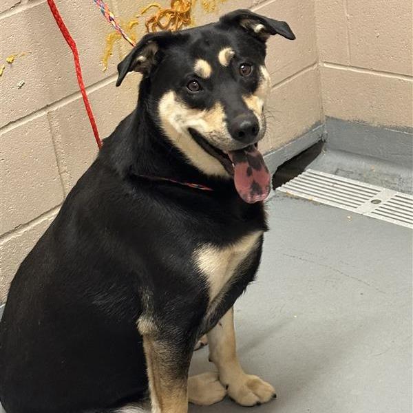 Shabone, a Adoptable mixed breed in Tacoma, WA image 2/2
