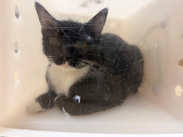 Enlarge ROSIE, a Adoptable Domestic Short Hair in Fairfield, CA image 1/1