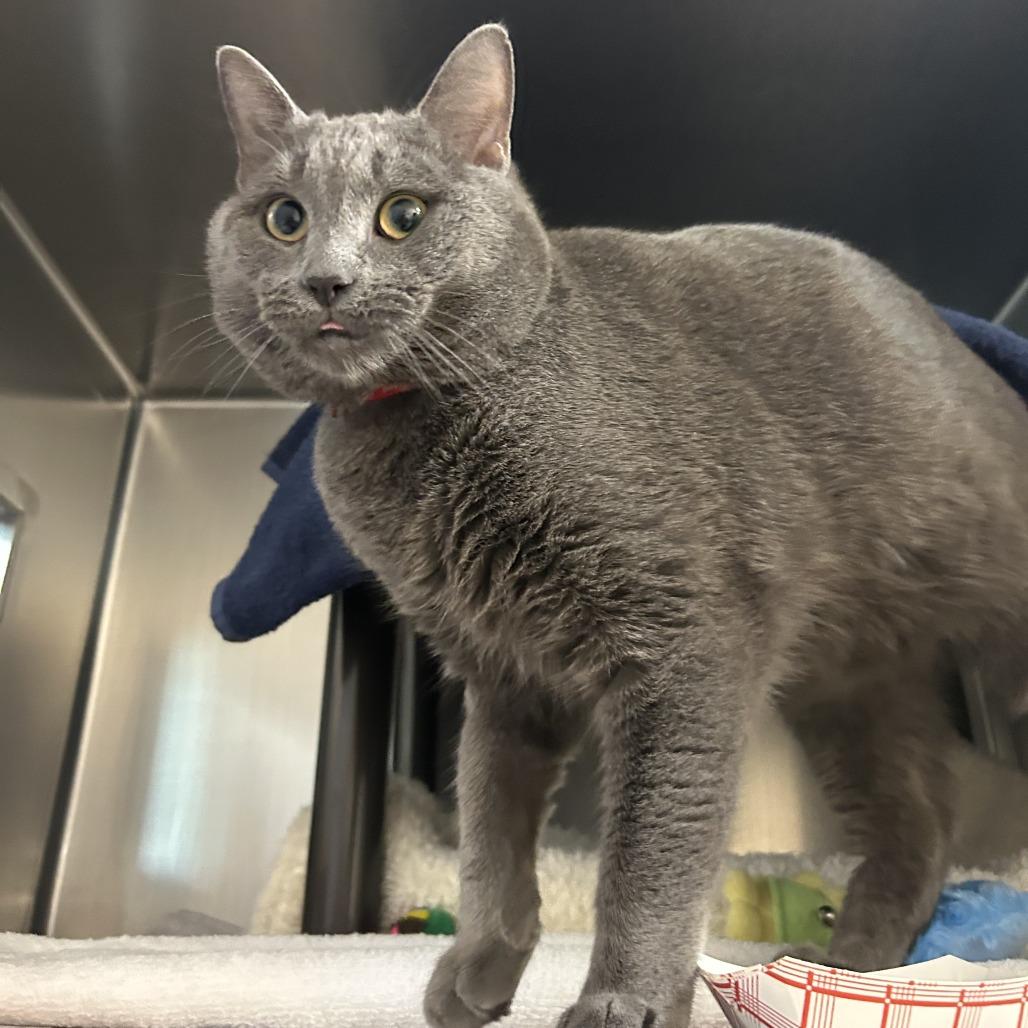 Onyx, Adoptable, Young Male Domestic Short Hair.