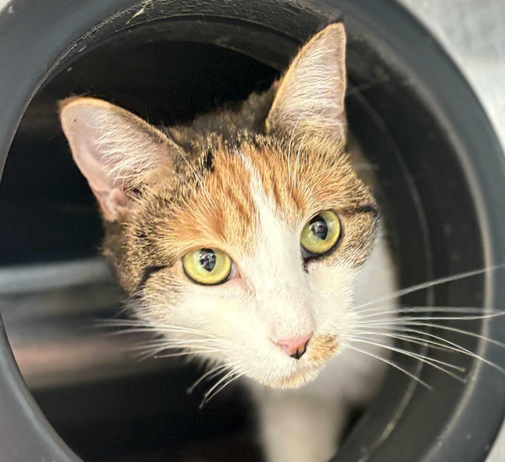 Enlarge Hanna, a Adoptable mixed breed in New Kensington, PA image 1/6