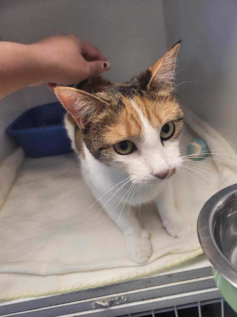 Hanna, Adoptable, Adult Female Domestic Short Hair.