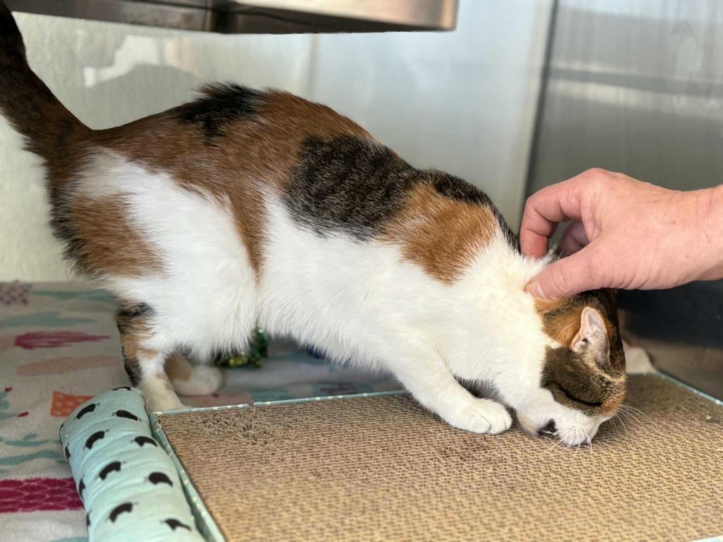 Enlarge Hanna, a Adoptable mixed breed in New Kensington, PA image 2/6