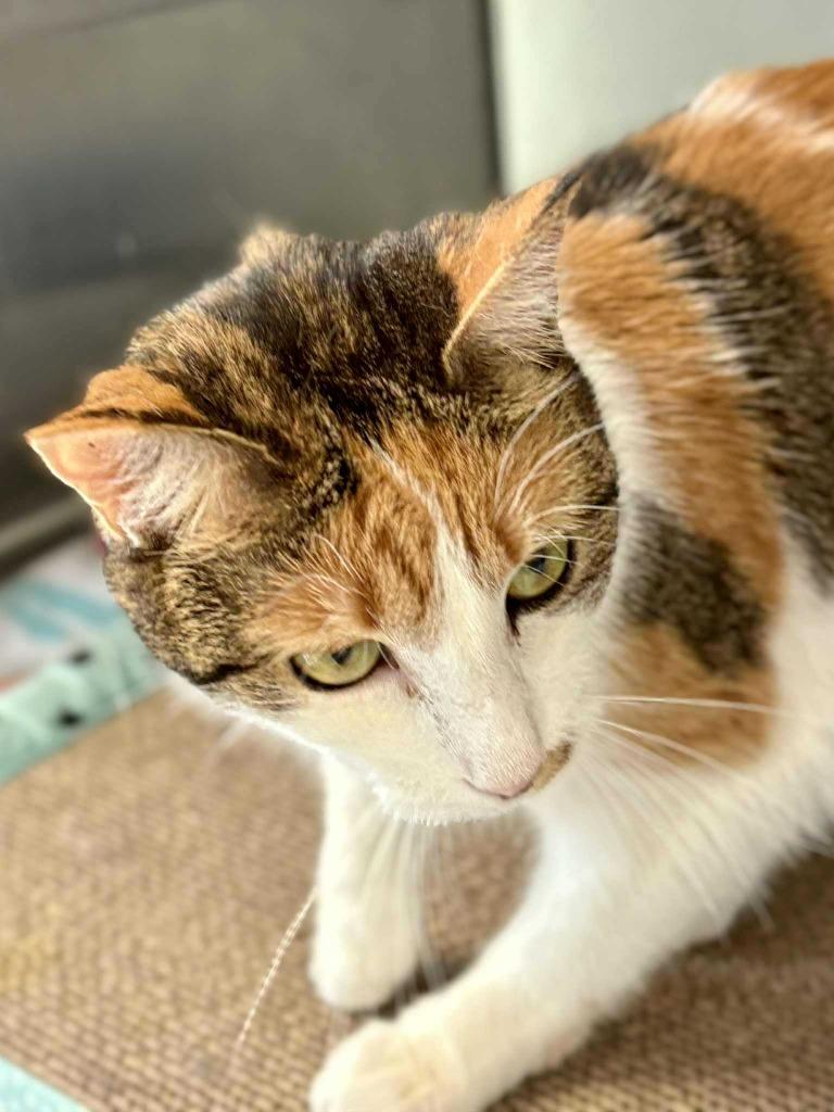 Enlarge Hanna, a Adoptable mixed breed in New Kensington, PA image 3/6