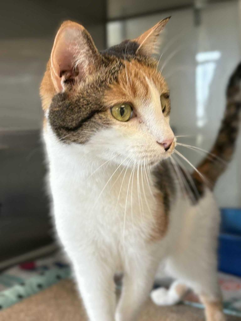 Enlarge Hanna, a Adoptable mixed breed in New Kensington, PA image 4/6