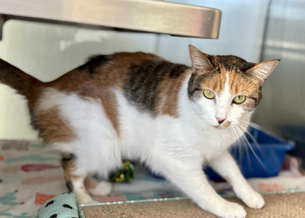 Enlarge Hanna, a Adoptable mixed breed in New Kensington, PA image 5/6