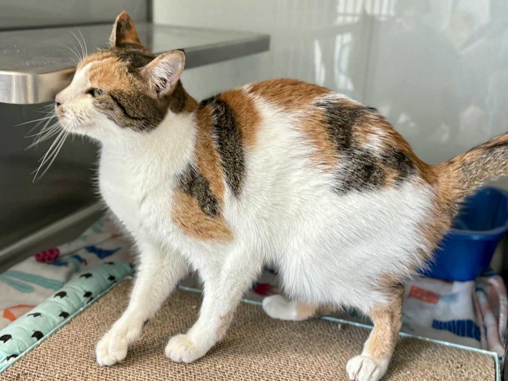 Enlarge Hanna, a Adoptable mixed breed in New Kensington, PA image 6/6