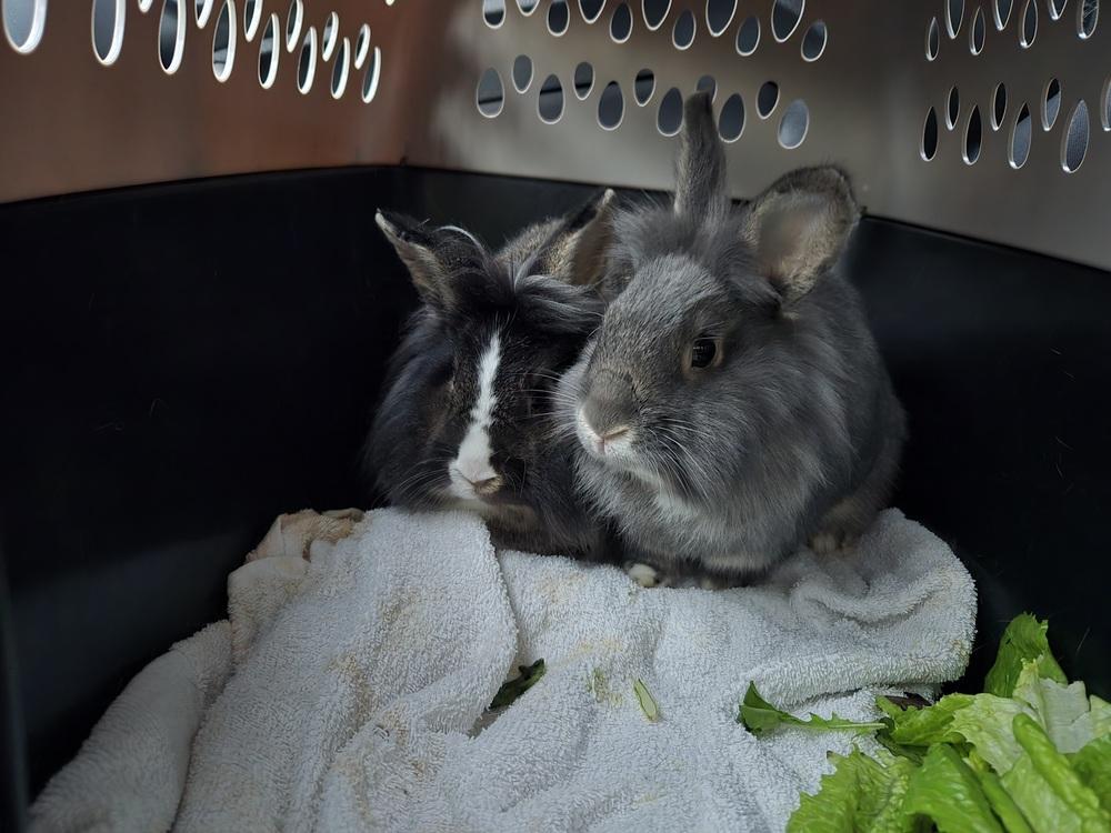 Enlarge Parsley and Sage, a Adoptable mixed breed in Melbourne, FL image 1/6