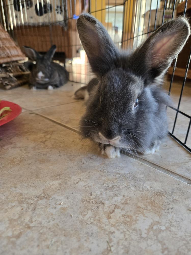 Enlarge Parsley and Sage, a Adoptable mixed breed in Melbourne, FL image 2/6