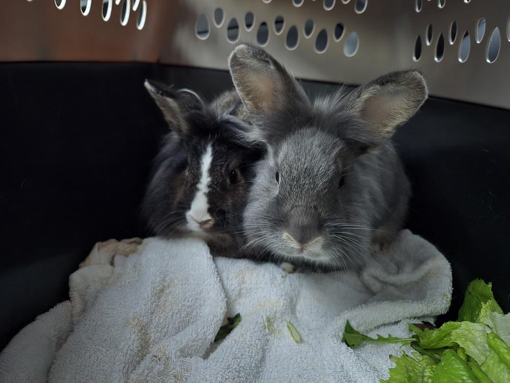 Enlarge Parsley and Sage, a Adoptable mixed breed in Melbourne, FL image 3/6