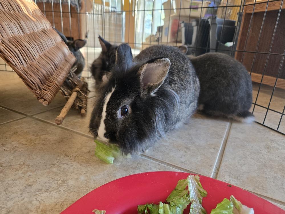Enlarge Parsley and Sage, a Adoptable mixed breed in Melbourne, FL image 4/6