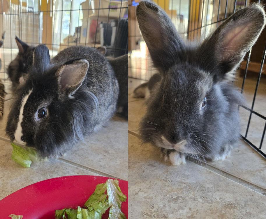 Parsley and Sage, a Adoptable mixed breed in Melbourne, FL image 3/3