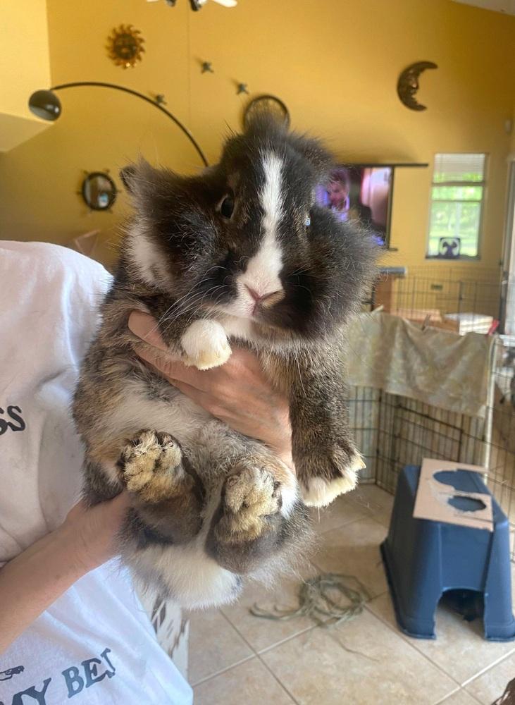 Enlarge Parsley and Sage, a Adoptable mixed breed in Melbourne, FL image 5/6