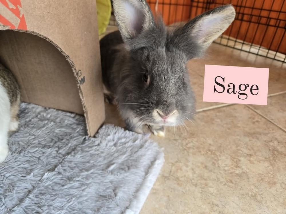 Parsley and Sage, Adoptable, Adult Female Lionhead.