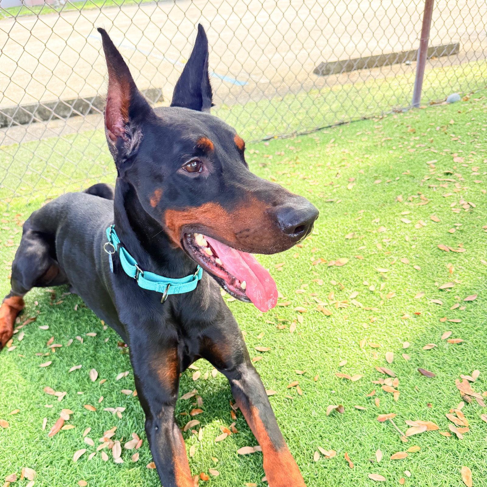 Skade 3612, Adopted, Adult Male Doberman Pinscher.